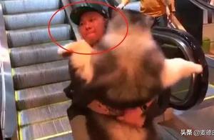 Netizen Takes Large Dog Into Elevator, Resulting in a 'Tragic' Event, Believing It's a Puppy