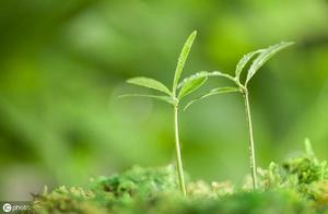 Spring Arrives in the Human World (A Poem)