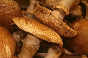 How to Eat Portobello Mushrooms? Learn 3 Basic Cooking Methods