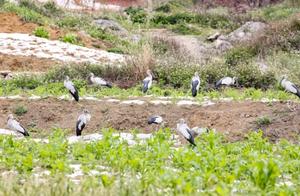 Rare Birds 'Fall in Love' with Southwest Qian