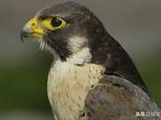 Peregrine Falcon: Speed is Key, Action is Style