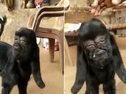Goat with 'Human-like Face' in India Worshiped as 'Divine Manifestation'