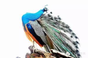Yala, Sri Lanka: A World of Freedom and Wildlife