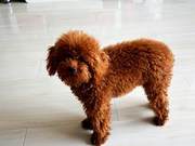 Teddy Dog Eats 3 Yuan Per Kilogram Dog Food, Its Hair Won't Be Beautiful
