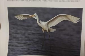 White Egret in Painting