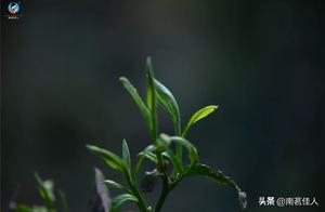 Exploring New Ways to Enjoy Tea: From Food to Masks