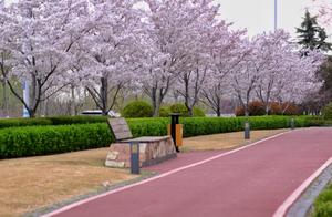 LinYi Spring Beauty