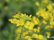 Rapeseed Flowers "Author: Lian Guanghui"