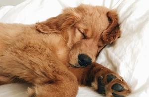 You Can Tell How Your Golden Retriever Feels About You From Its Sleeping Position