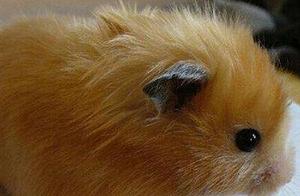 Cute Pets – Xishi Hamster