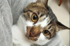 What is 'Straight Guy Photography'? Dad Transforms the Cat into a Chubby Boy, But Looks Cute in Mom's Photos