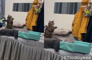 Tabby Cat Suddenly Bows to the Sky – Mom Gets Scared: Don’t Scare Me!