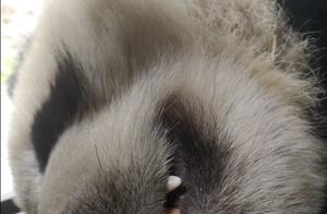 The Appearance of Close-Up Giant Pandas