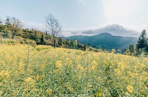 Real-Shot Yuelu River Jiangling Oilseed Rape Flower Sea, Terraces and Ancient Villages are Classics! Tourists: Want to Stay Here