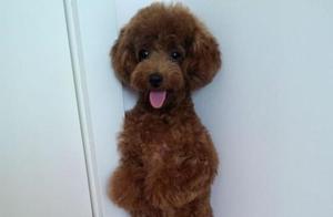 Teddy's Hidden Side: Cuteness, Manipulation, and Revenge