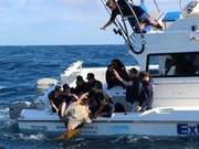 Australian Sea Turtle Swims 35,000 km in Two Years, Nearly Circumnavigating the Globe