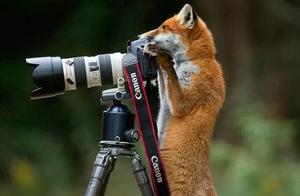 Secretly Shot, Really Funny! So Amazing! Couldn't Resist Sharing with You!
