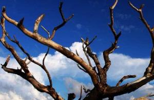 Which Tree Will Meet Its End? Test Your Future Old Age Lifestyle