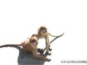 A Momentary Clash of Red Monkeys: Capturing the Intense Battle with My Eyes and Thoughts