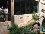 Haikou: Giant Pandas Welcome Visitors