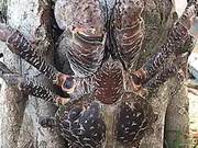 Discovery of a Giant 'Spider' on a Tree – Almost Bleeding in Public