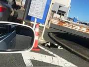 A Cat Lying on its Four Paws in the Middle of the Road, Believing Something Was Wrong, and What a Big Heart!
