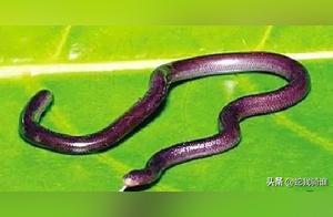 Are There Any Non-Biting Snakes in This World? Surprisingly, the Non-Biting Snake is the Smallest Snake in the World