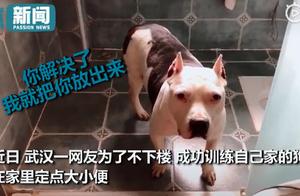 Wuhan Netizens Train Dogs to Defecate at Home, Dogs Actively Hinting They Want to Go Out - Owner: It's 15 Days Out!