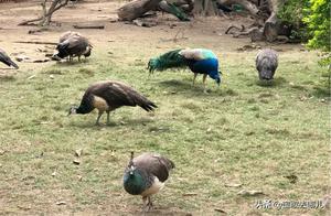 Panyu Feizhou Fun Park: Rare Peacock Display, Too Beautiful, Spring is Approaching