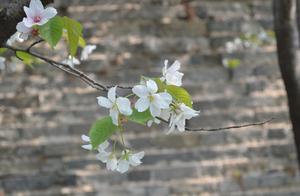Spring Never Tardy