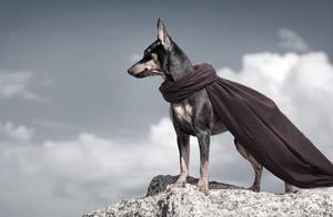 Ranking the Top 5 Smartest Dog Breeds, Raising One, You Might Be Looked Down On