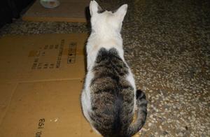 White Cat Has ‘Tattoos’ on its Back, Closer Inspection Reveals It’s a Fox, So Cool!