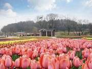 8 Villages in Wuhan Make the List of ‘National Forest Villages’, Huangpi Accounts for 6