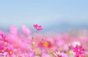 Look, Spring Returns to the Earth