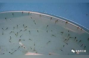 How to Select and Choose Goldfish Fry, and How to Change Water? (The King of Goldfish)