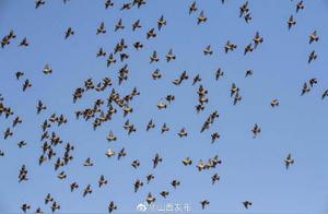 Ptarmigan Gathering at Qin Yuan