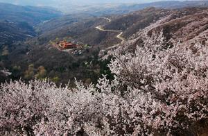 Huayang Mountain Peach Blossom Festival: Stunning and Breathtaking!