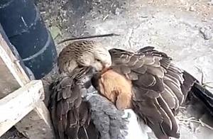 Man Discovers Something Hidden in Goose's Belly, Eyes Widened in Surprise