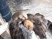 A Yellow Head Protruding from the Goose's Belly: They're Playing a Deep Brotherly Friendship?