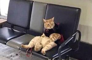 When picking up my girlfriend at the station, I forgot my cat on a bench, and felt a little guilty when I went back.