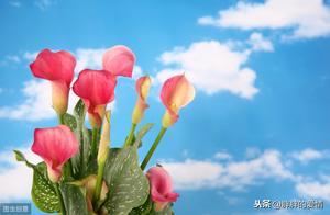 Walk Through the World, Strive to Absorb Sunlight and Rain, Become the Most Brilliant Flower, Bloom into the Most Beautiful Appearance