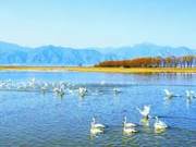 Swan Water Play Ecological Beauty