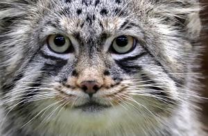 Certain Settings Once Accepted Cannot Be Changed: Cat Owner Discovers Otter Hiding on Cat's Face