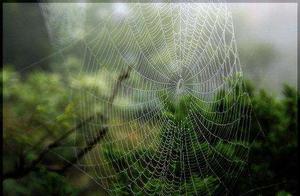 My Love is Like a Spiderweb