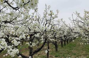 Pear Blossoms in Full Bloom at Tianlu Lake Hot Spring Town: Elegant and Natural