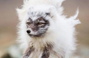 The Embarrassing Moment of the Arctic Fox's Molting