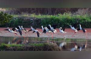 Qujiang: Green Shores Attract Birds