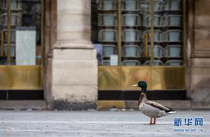 Empty City Paris: Little Birds on the Street, Ducks in Charge