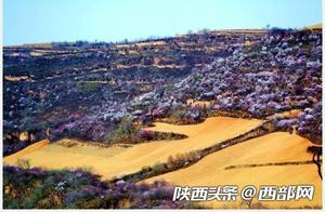 Rising Temperatures, Peach and Plum Blossoms Bloom in Abundance Across the Lyn-you Region