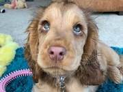 Dogs Have Naturally ‘Captivating Eyes’, Millions of Fans Are Bewitched